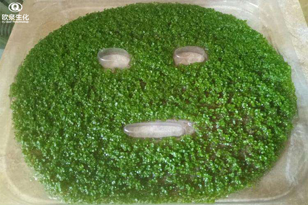 海藻面膜對(duì)于肌膚來說有什么功效-歐泉生化