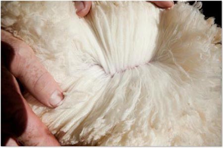 羊毛 羊毛